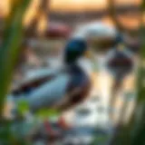 Mallard Hen in Its Natural Environment Mallard hen in natural habitat