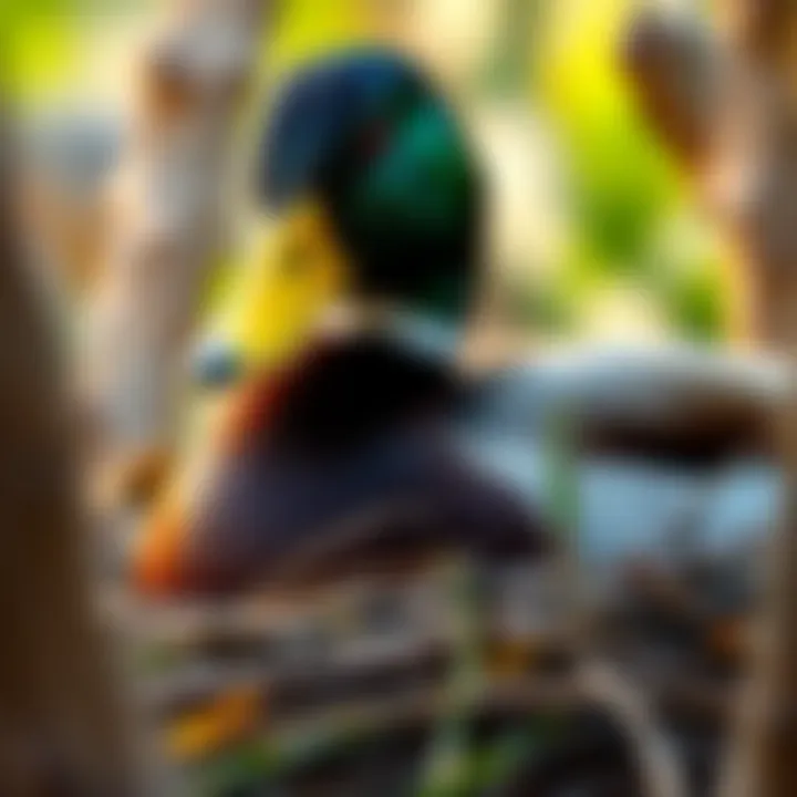 Close-up of mallard hen during nesting