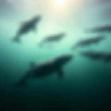 A pod of marine mammals swimming gracefully in the ocean