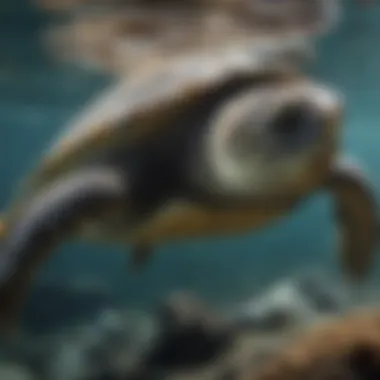 Turtles in Action: Breathing While Swimming Turtle swimming underwater showcasing its breathing technique