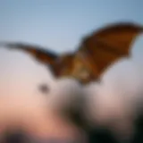 A bat in flight capturing mosquitoes at dusk