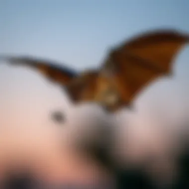 A bat in flight capturing mosquitoes at dusk