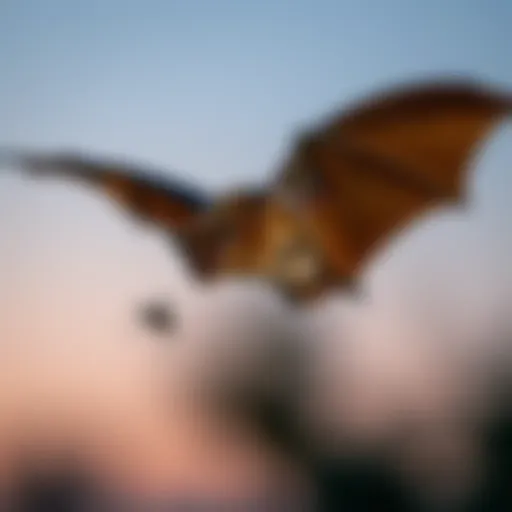 A bat in flight capturing mosquitoes at dusk