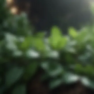 Peppermint plant showcasing its lush green leaves