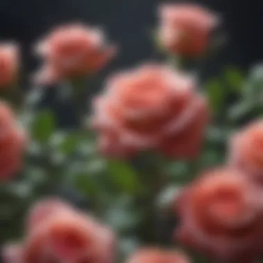 Detailed view of a preservation technique using silica gel with roses.