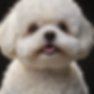 Fluffy Coat of Shih Bichon Close-up of a Shih Bichon showcasing its fluffy coat and expressive eyes.