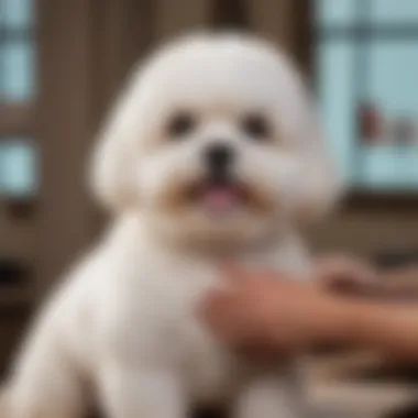Grooming the Shih Bichon A Shih Bichon being groomed by its owner, highlighting grooming techniques.
