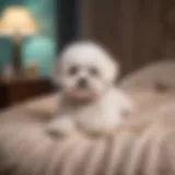 A Shih Bichon lounging comfortably on a plush dog bed.