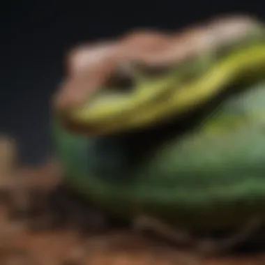 Factors Affecting Pit Viper Growth Graphical representation of factors influencing the growth of pit vipers