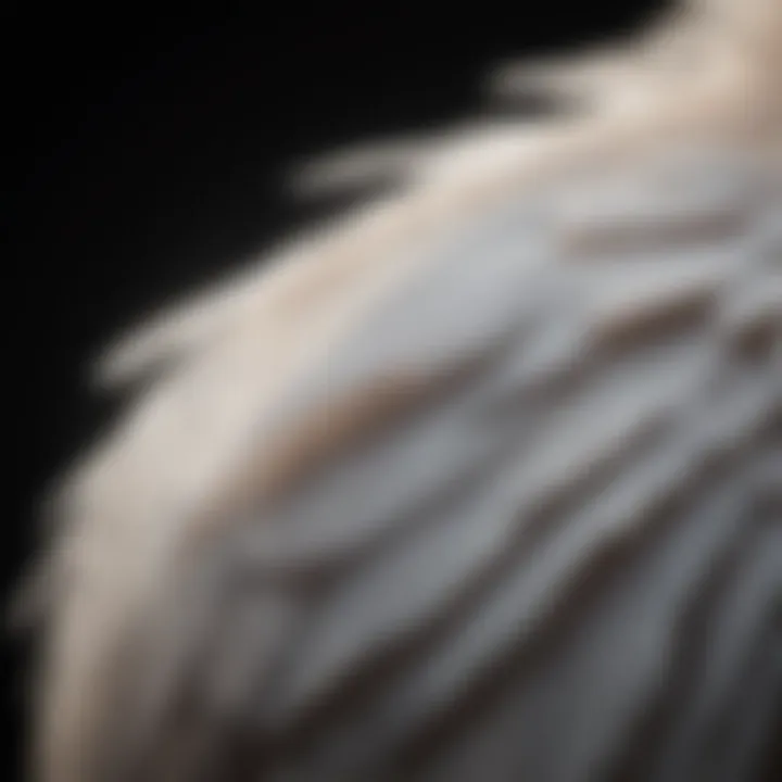 Close-up of a swan's magnificent plumage