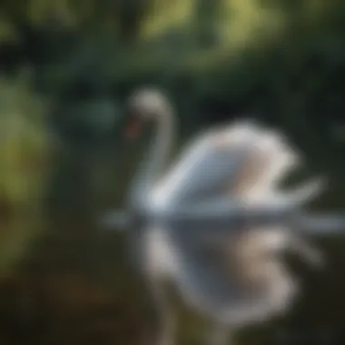 Elegant swan gliding on a tranquil lake