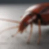 Natural Cockroach Repellent