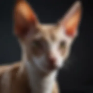 Monthly Care Costs for Cornish Rex Cats Infographic on monthly care costs of a Cornish Rex