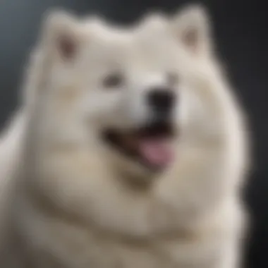 An elegant Samoyed with a fluffy white coat, exuding charm and beauty