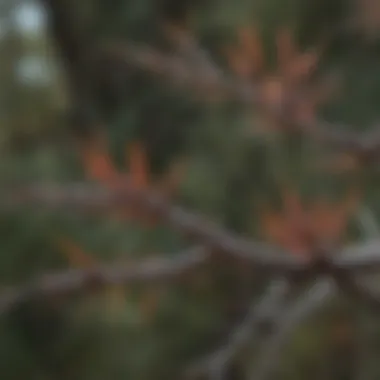 Close-Up of Thorny Bush Thorns