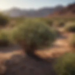 Thorny Bushes in Arid Landscape