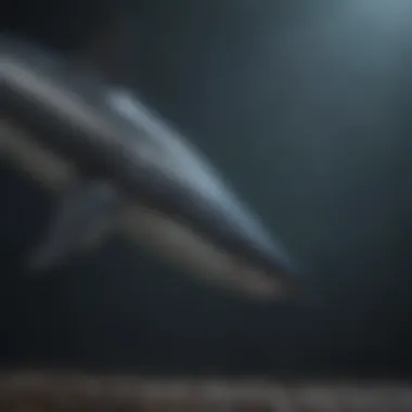 Tail of Precision Close-up of thresher shark's distinctive long tail