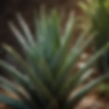 Thriving Aloe Vera Plant in Full Bloom