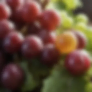 Chemical components of grapes toxic to dogs