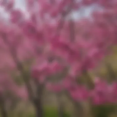 A close-up view of vibrant redbud blossoms in full bloom