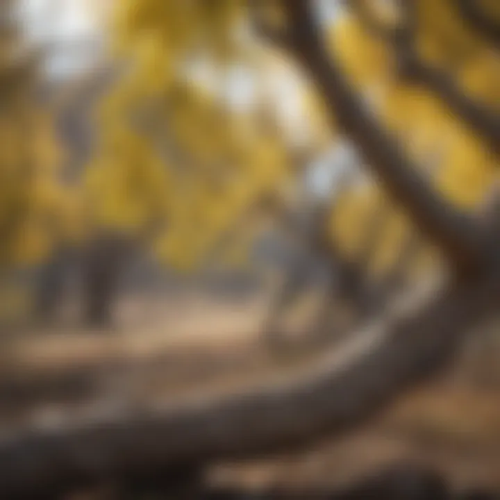 Treatment Options for Cottonwood Tree Allergy