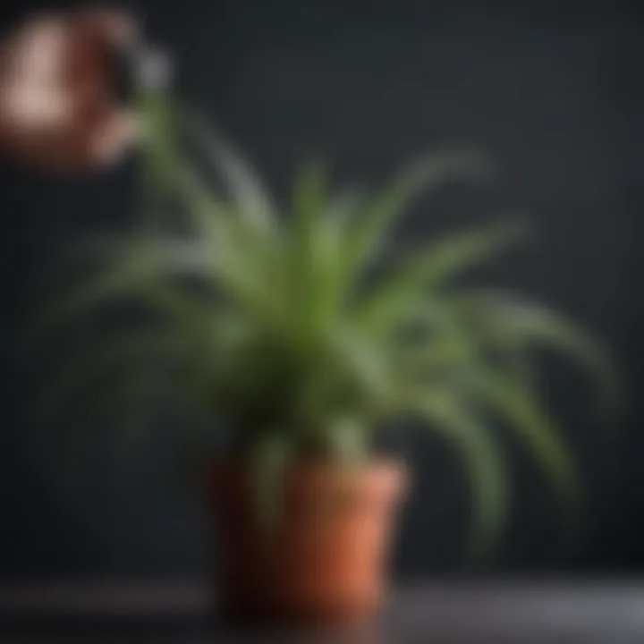 Spider plant being trimmed with precision