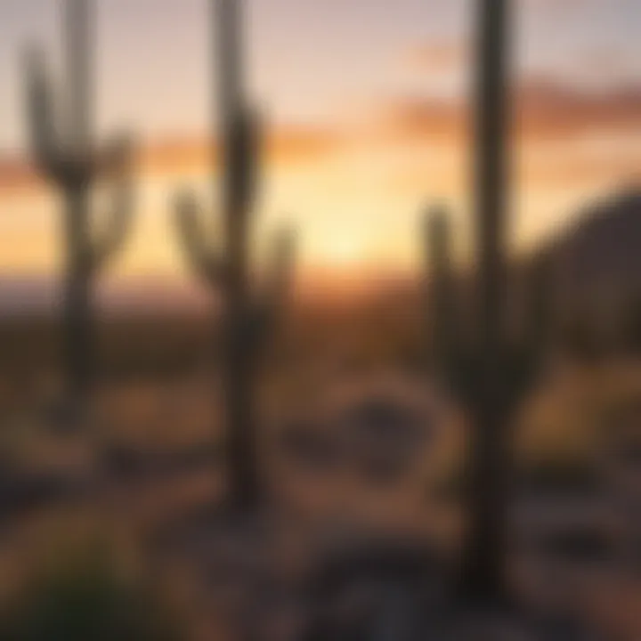 Sunset over saguaro cacti in Tucson