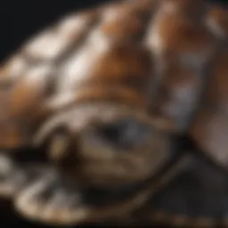 Turtle Shell Variation