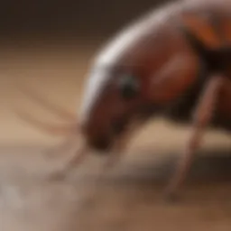 Different species of house roaches