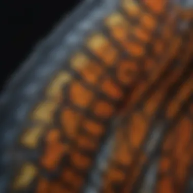 Detailed close-up of a butterfly's wings