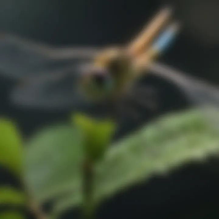 Macro shot of a vibrant dragonfly perched on a leaf