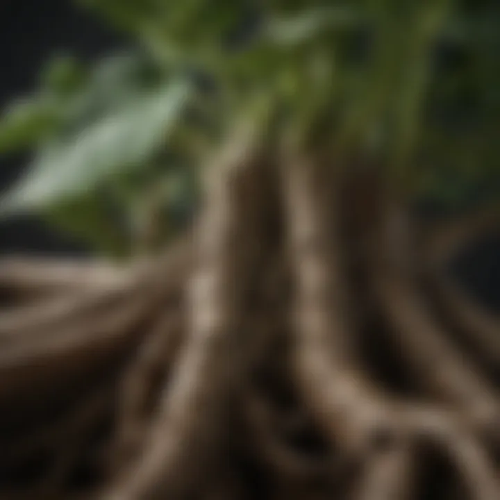 Close-Up of Fiddle Leaf Ficus Root System