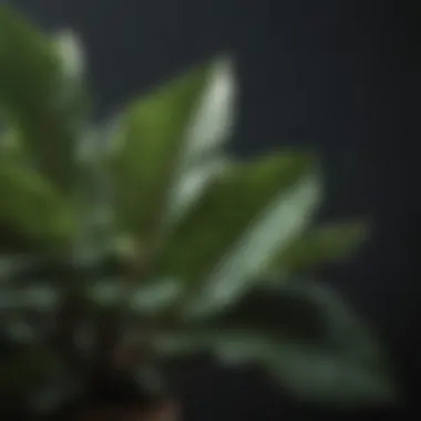 Lush Ficus Lyrata Leaves in Natural Light