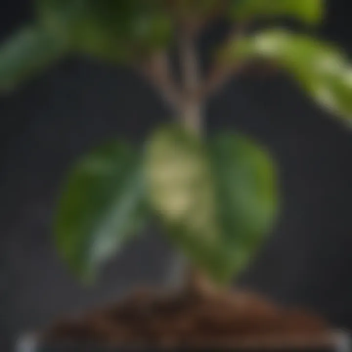 Ficus Lyrata Propagation Techniques Illustrated