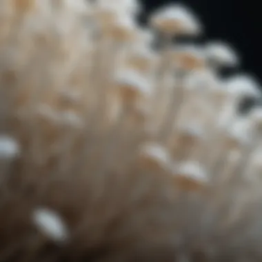 Microscopic View of White Mushroom Gills White Mushroom Gills Under Microscope