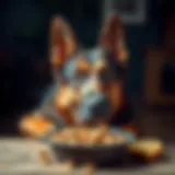 Curiosity of a Picky Eater A German Shepherd looking curiously at a bowl of food