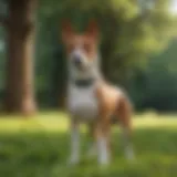 A Basenji dog standing proudly in a lush green park, showcasing its unique appearance and elegant posture.