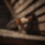 A bat roosting in an attic corner