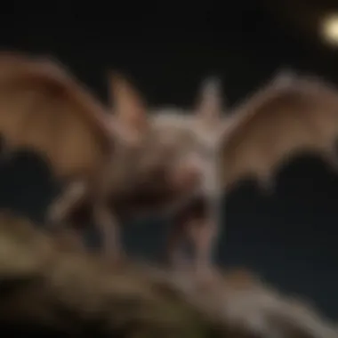 A diagram illustrating bat biology and anatomy