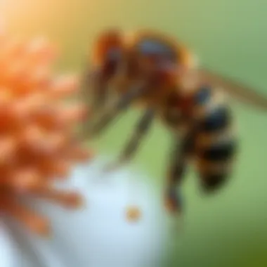 Effects of Bee Bites on Health Diagram showcasing bee bite effects