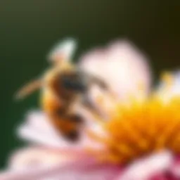 Close-up of a bee on a flower