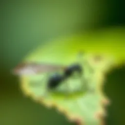 A close-up view of a black winged ant on a leaf, showcasing its delicate wings.