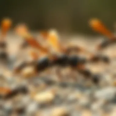 Nuptial Flight: The Ants' Grand Adventure A colony of black ants with wings during the nuptial flight.