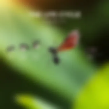 The Life Cycle of Winged Black Ants A diagram illustrating the life cycle of black ants with wings from egg to adult.