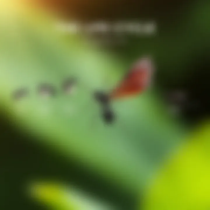 The Life Cycle of Winged Black Ants A diagram illustrating the life cycle of black ants with wings from egg to adult.