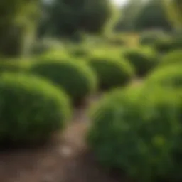 Lush green foliage of Buxus wintergreen in a landscaped garden