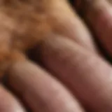 Close-up of a dog's paw with chewed nails