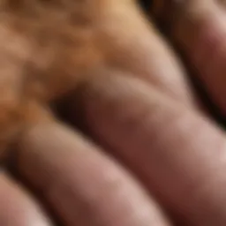 Close-up of a dog's paw with chewed nails