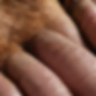 Close-up of a dog's paw with chewed nails Close-up of a dog's paw with chewed nails