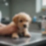 Puppy receiving a vaccination in a veterinary clinic